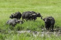 Group of African buffalos resting in the mud in the Maasai Mara national park (Kenya)