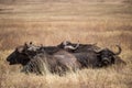 Group of African buffalos resting n the grass of the Ngorongoro national park (Tanzan
