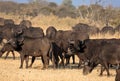 A group of african buffalos in savannah Royalty Free Stock Photo