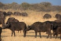 A group of african buffalos in savannah Royalty Free Stock Photo
