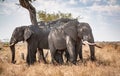 Group of African Bush Elephants hiding in the shadow (Loxodonta Africana) at Kruger National Park Royalty Free Stock Photo