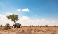 Group of African Bush Elephants hiding in the shadow (Loxodonta Africana) at Kruger National Park Royalty Free Stock Photo