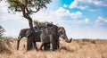 Group of African Bush Elephants hiding in the shadow (Loxodonta Africana) at Kruger National Park Royalty Free Stock Photo