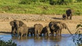 Group of african bush elephants in the riverbank, Kruger National park