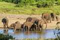 Group of african bush elephants in the riverbank, Kruger National park Royalty Free Stock Photo