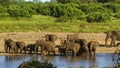 Group of african bush elephants in the riverbank, Kruger National park Royalty Free Stock Photo