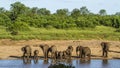 Group of african bush elephants in the riverbank, Kruger National park Royalty Free Stock Photo