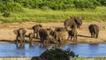 Group of african bush elephants in the riverbank, Kruger National park Royalty Free Stock Photo