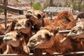 Group of African camels at a camel farm (camel looking straight in the camera), Fuerteventura, Spain Royalty Free Stock Photo