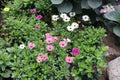 A group of African Daisies, white, light pink and dark pink, and Hydrangea planted in a garden in Milwaukee Royalty Free Stock Photo