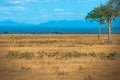 African Elands in Mikumi national park