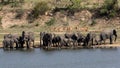 African Elephant in Kruger National Park South Africa Royalty Free Stock Photo