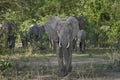 Group of African Elephant in South Luangwa National Park, Zambia