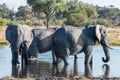 Group of African elephant take shower in the water