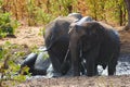 Group of African elephants bathing in a muddy pond. Kruger, South Africa. Royalty Free Stock Photo