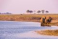 Group of African Elephants drinking water from Chobe River at sunset. Wildlife Safari and boat cruise in the Chobe National Park, Royalty Free Stock Photo