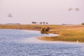 Group of African Elephants drinking water from Chobe River at sunset. Wildlife Safari and boat cruise in the Chobe National Park, Royalty Free Stock Photo