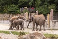 Group of African elephants - instance 1