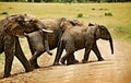 Group of african elephants lead by a baby elephant walking across the savannah in Kenya Royalty Free Stock Photo