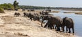 African Elephants - Botswana - Africa Royalty Free Stock Photo