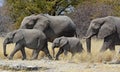 African elephants loxodonta africana in the Etosha National Park Royalty Free Stock Photo