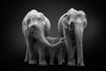 African elephants inhabiting South Africa on monochrome black background, black and white. Artistic processing, fine art.