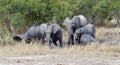 Group of African elephants in the savanna taking a mud bath. Royalty Free Stock Photo