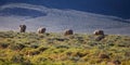 Group of African elephants walking across a field in the Aquila Game Reserve in South Africa Royalty Free Stock Photo