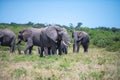 Group of African elephants walking through a grassy savanna. Royalty Free Stock Photo