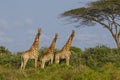 Giraffes