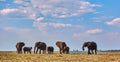 Group of african lephants Loxodonta africana walking