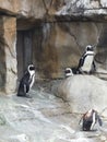 Group of African penguin animals, Spheniscus demersus, over a rocky cave Royalty Free Stock Photo