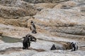 African penguin at boulders beach South Africa Royalty Free Stock Photo