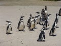 Group of African Penguins on a Beach in South Africa Royalty Free Stock Photo