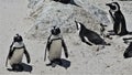 A group of African penguins at Boulders Beach in Cape Town Royalty Free Stock Photo