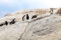 Group of African penguins interacting with each other on the rocks at Boulders Beach in Cape Town, South Africa. Royalty Free Stock Photo