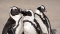 Group of African penguins on the sand at Boulders Beach in Cape Town, South Africa. Royalty Free Stock Photo