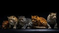 A group of African predators leopards lie, black background, isolate. AI generated.