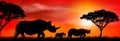 Group of african rhinos at sunset Royalty Free Stock Photo