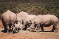 Group of African rhinos in a tranquil watering hole surrounded by lush greenery
