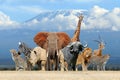 Group of African safari animals together Royalty Free Stock Photo