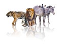 Group of African Safari animals walking together. It is isolated on the white background. It reflects their image. There are