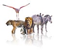 Group of African Safari animals walking together. It is isolated on the white background. It reflects their image. There Royalty Free Stock Photo