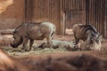 Group of African warthogs Royalty Free Stock Photo