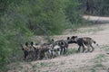 A group of african wild dogs or african painted dogs in the wild.  Location: Kruger National Park, South Africa Royalty Free Stock Photo