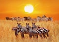 Group of african zebras at sunset in the Serengeti National Park. Africa. Tanzania. Artistic african natural image