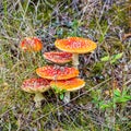 Group of agaric fly mushrooms