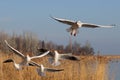 A group of aggressive, hungry seagulls flying over water in the air, hunting for food. Color nature photo. Royalty Free Stock Photo