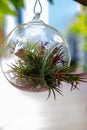 A group of air plant Tillandsia spp