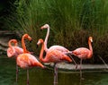 Group of 5 alert colorful adult flamingos, heads are up, necks have a graceful curve